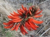 blume