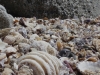 muscheln_am_strand