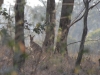 wallaby