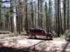 pumba_wald