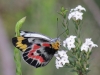 schmetterling