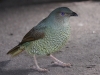 vogel