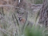 wallabie