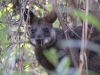 wallabie_im_gebuesch