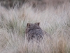 wombat_wiese
