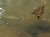 aal-und-schildkroeten