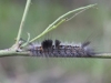 flauschige-raupe