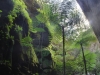 palmen-im-wards-canyon