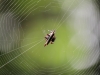 seltsame-spinne