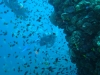viele-kleine-fische