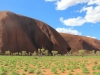 groessenvergleich-baum-uluru