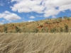 hohes-gras-im-wolfe-creek-crater