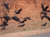 kakadus-beim-kings-canyon