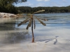 Lake McKenzie