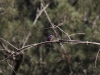 Eisvogel