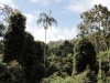 Subtropischer Regenwald