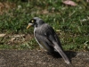Geselliger Vogel