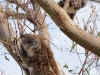 koala_baby_und_mutter