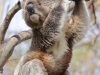 koala_portrait
