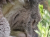 koala_schlaeft