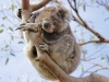 koala_stinkefinger