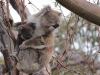 koalamutti_veraergert