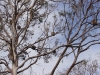 viele_koalas