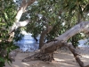 mangroven-am-dubaut-creek