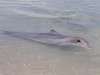 delphin-mit-jungem