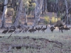 emu_familie