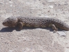 lizard