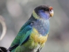papagei