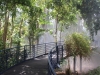regenwald