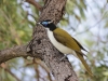cooler-vogel