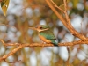 eisvogel-im-warmen-licht-des-sonnenuntergangs