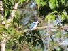 eisvogel