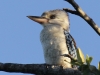 flauschiger-kookaburra