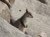 kleines-rockwallaby