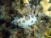 nacktschnecke
