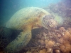 riesenschildkroete-fokussiert-ihr-essen