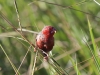 roter-fink