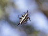 seltsame-spinne
