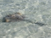stachelrochen-im-flachen-wasser-des-whitehaven-beach