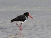 wasservogel