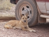 dingo-belagert-unser-auto
