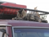 katze-auf-dem-autodach