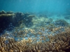 blaue-fische-suchen-schutz-in-einer-koralle