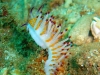 bunte-nacktschnecke