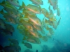 ein-schwarm-gelber-fische