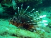 feuerfisch-1